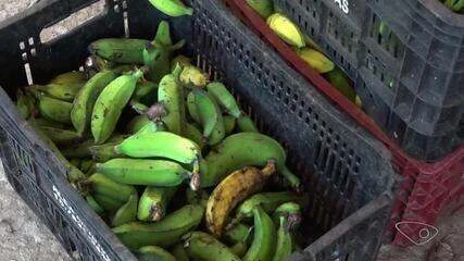Banana que iria para o lixo vira amido valioso e pode gerar R$ 1 mil extra por mês para produtores rurais do ES
