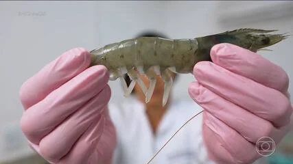 Tecnologia Genética Potiguar Revoluciona Criação de Camarão: Produtores do RN Aumentam Lucros e Conquistam Mercado Global